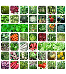 ORGANIC 45 Variety Of Vegetable Seeds With Instruction Manual