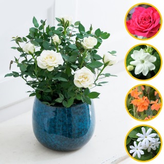 Flowers Plants Packs at Upto 40% Off