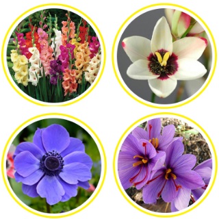 Flower Bulbs Seeds Starting at Rs.20