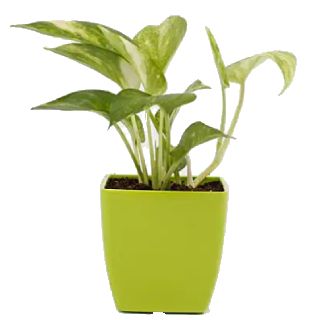 Buy Money Plants Online: Start at Rs.299