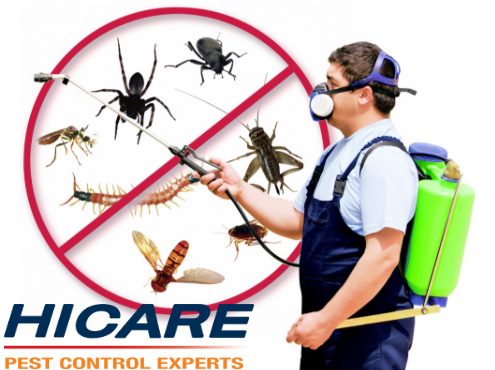 HiCare Pest Control Service