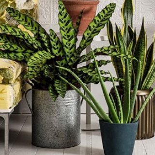 Indoor Plants up to 40% Off + Extra 20% off Coupon
