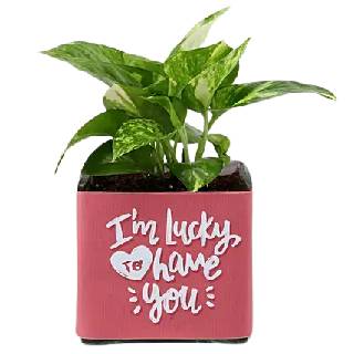 Plants For Him Starting at Rs 445 from IGP