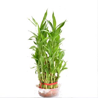 Upto 40% + Surprise Gifts on Lucky Bamboo