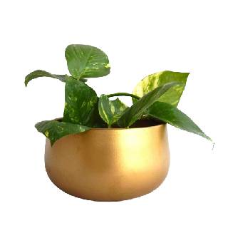 Gold Metal Desk Planter at Rs 129