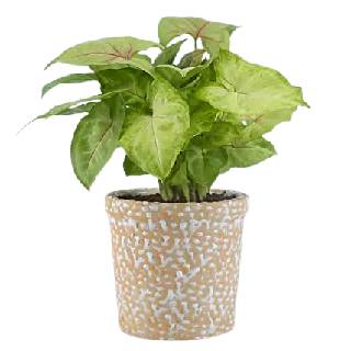 Flat 15% off on Syngonium Plant In Elegant Beige Pot at Rs 528 (Use Code: OMG15PSG)