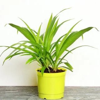 Floweraura Indoor Gift Plants Under Rs.399 + Extra 10% OFF code